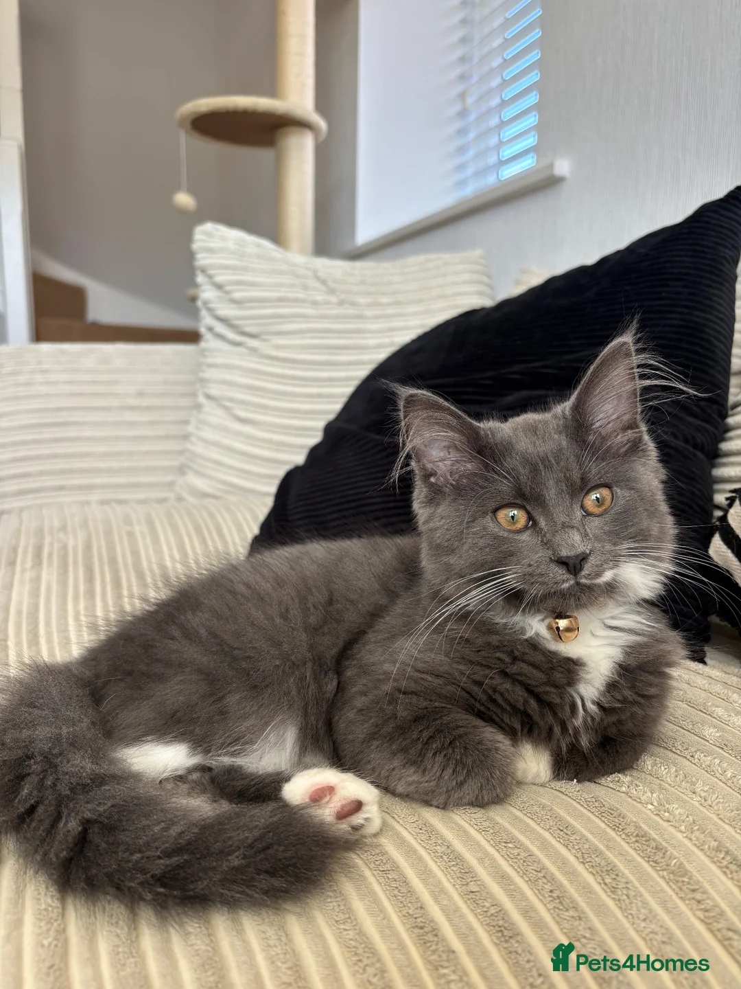Maine Coon cats for sale: Maine coon  - Advert 2