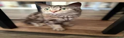 Maine Coon cats for sale: Maine coin x bengal kittens  in Melksham - Advert 1