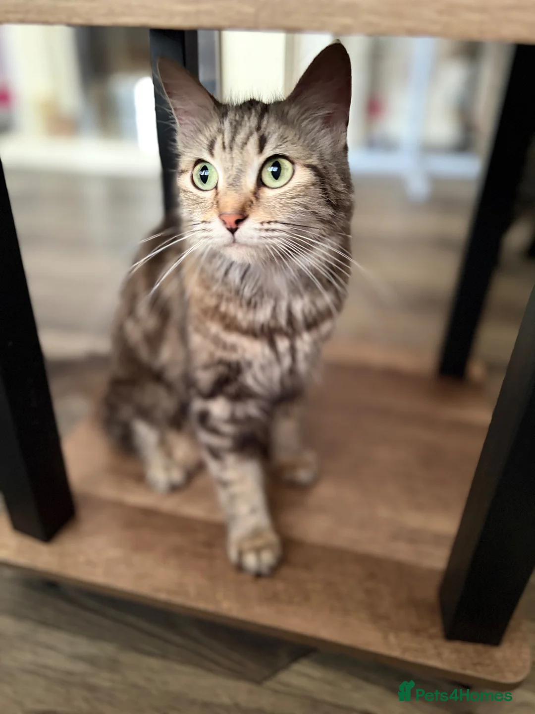 Maine Coon cats for sale: Maine coin x bengal kittens  in Melksham - Advert 1