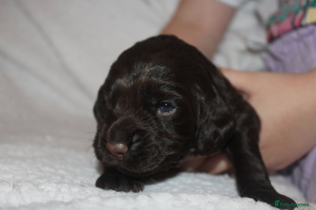 Cocker Spaniel dogs for sale: Working cocker spaniels - Advert 6