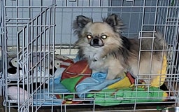 Chihuahua dogs for sale: Chiuahuah pups Lilac merl, fawn and white  - Image 7