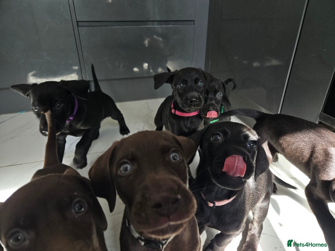 Mixed Breed dogs for sale: Dobermann X Weimaraner Cross Mix Puppies - Image 10