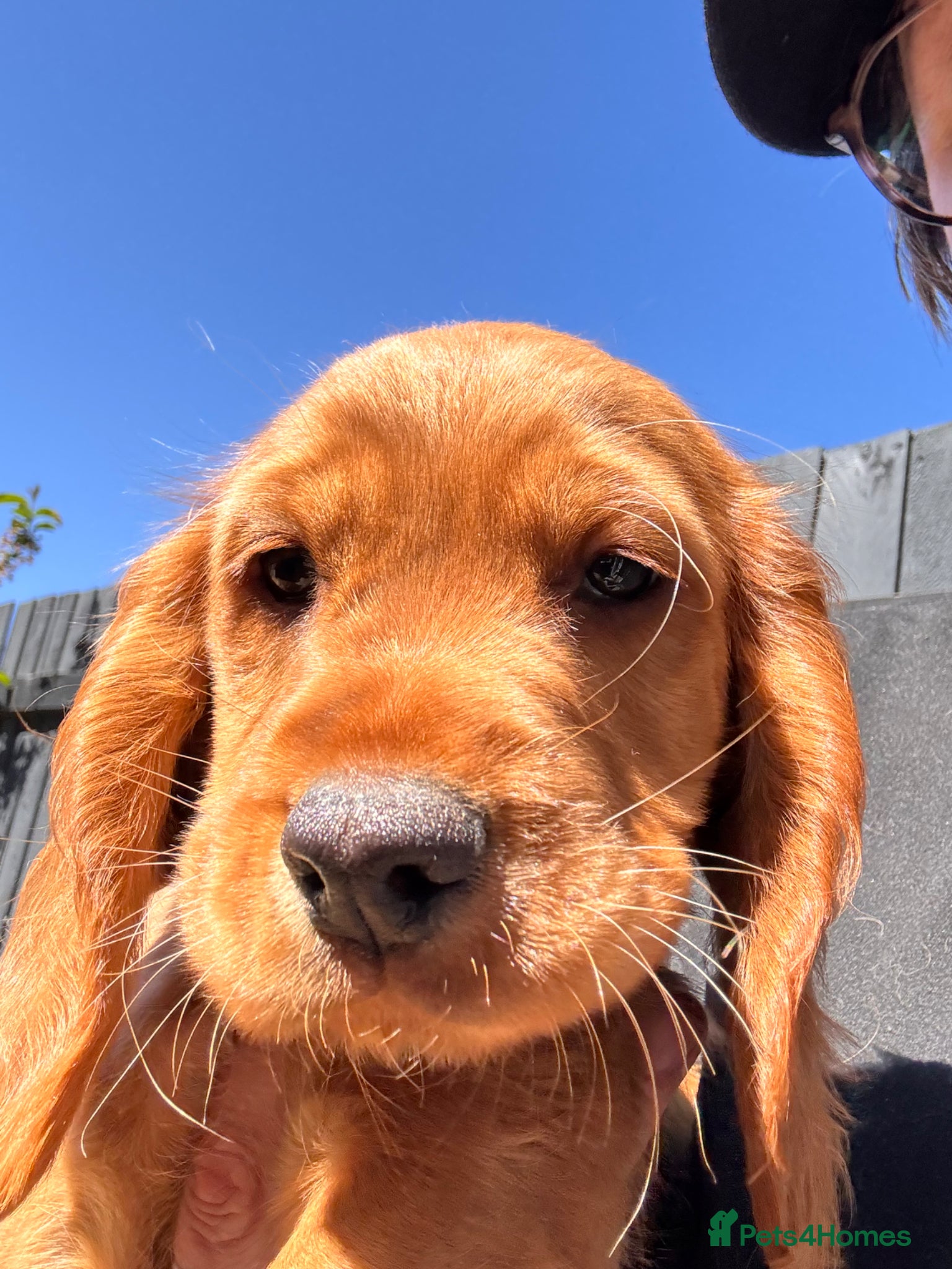 Cocker Spaniel dogs LAST TWO KC Registered working cocker spaniel pups - Advert 1