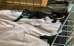 British Shorthair cats for sale: Litter of 5 lovely kittens  - Image 9