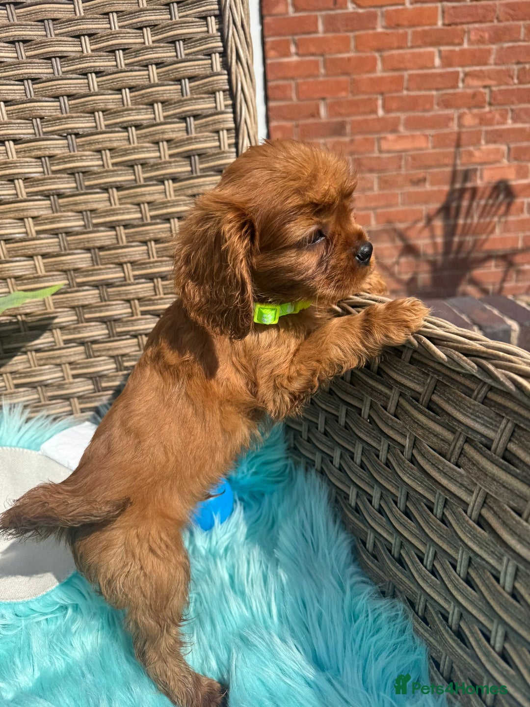 Cavalier King Charles Spaniel dogs for sale: Kc registered Ruby red King Charles spaniels - Image 7