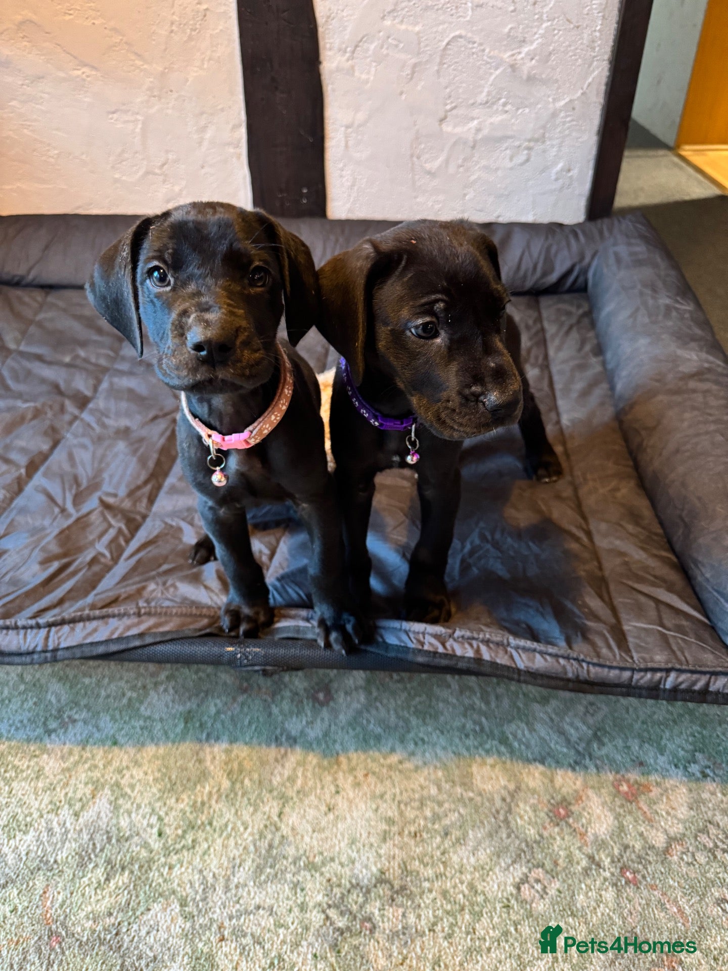 Great Dane dogs Ready now! Beautiful KC Great Dane puppies  - Advert 5