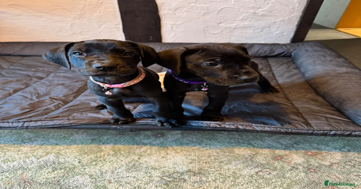 Great dane Puppies for sale | Pets4Homes