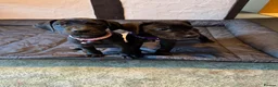 Great Dane dogs for sale: Ready now! Beautiful KC Great Dane puppies  - Advert 10