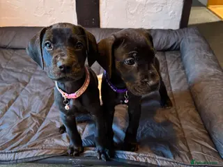 Great Dane dogs Ready now! Beautiful KC Great Dane puppies - Advert 5