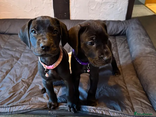 Great Dane dogs Ready now! Beautiful KC Great Dane puppies - Advert 1