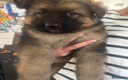 German Shepherd dogs for sale: Beautiful GSD pups - Image 17