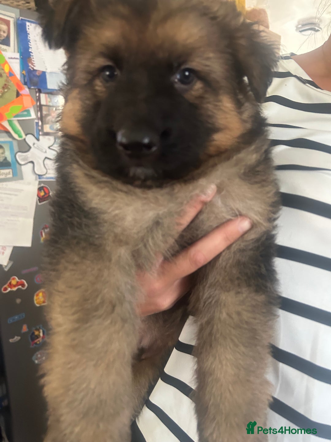 German Shepherd dogs for sale: Beautiful GSD pups - Image 17