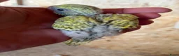 Budgerigars birds for sale: Baby Budgies Inverness - Advert 5