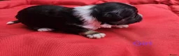 Havanese dogs for sale: Stunning Havanese Puppies - Advert 24