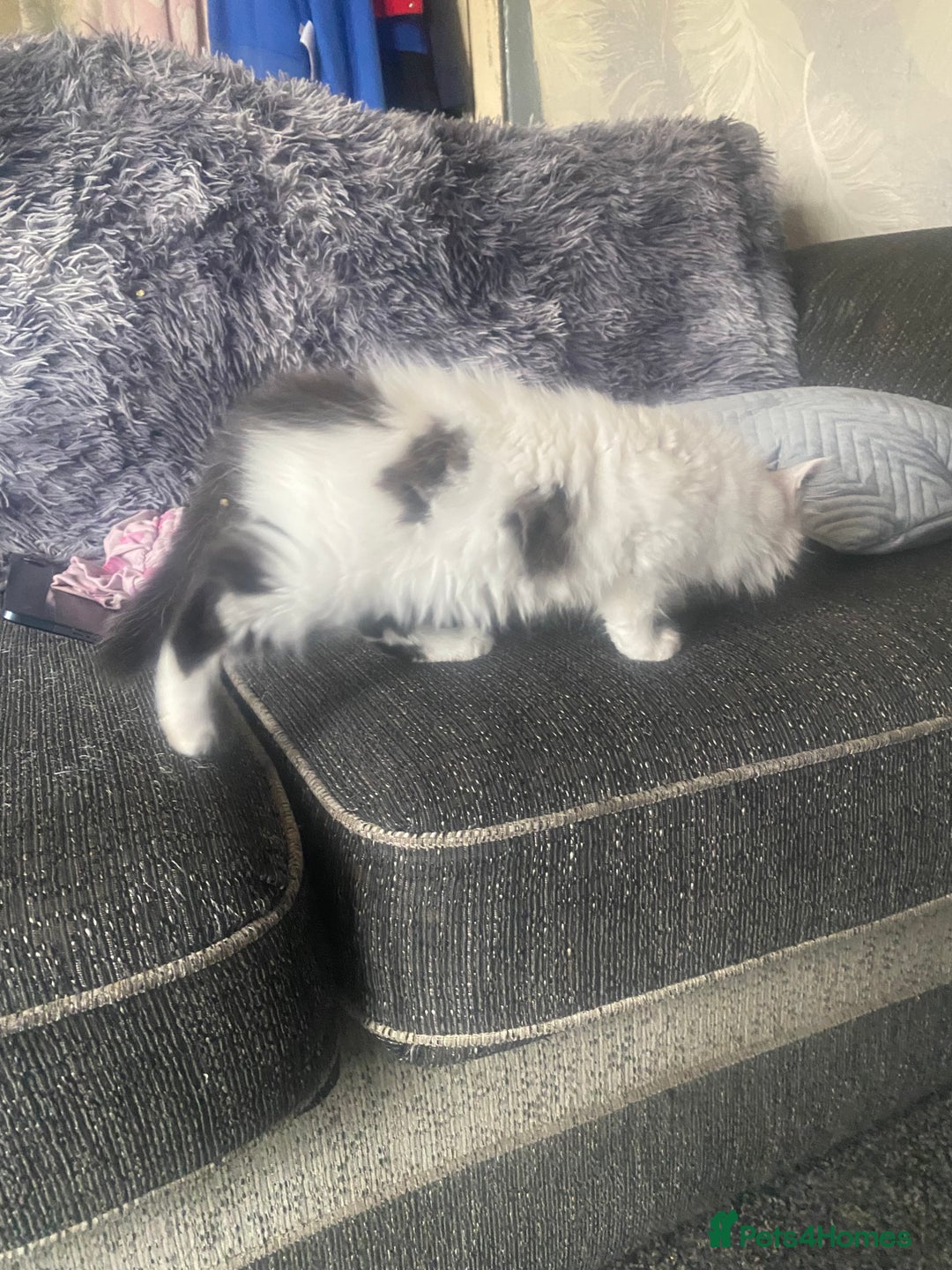 Mixed Breed cats for sale: 4 beautiful male kitten  - Image 10