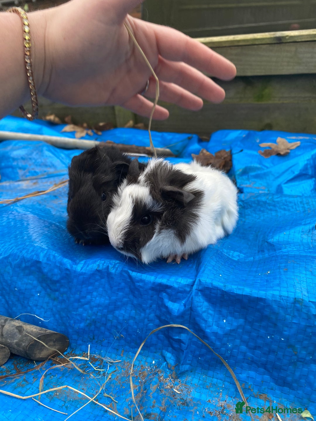 Guinea Pig rodents for sale: Last 1! Peruvian cross baby guinapigs long haired - Advert 6
