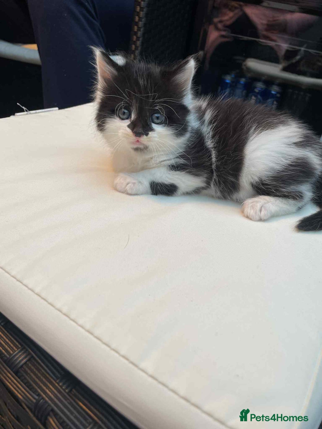 Mixed Breed cats for sale: Lovely boy for sale - Advert 9