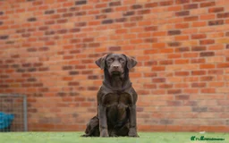 Labrador Retriever dogs for sale: Outstanding fully health tested chocolates  - Image 5
