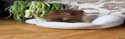 Pomeranian dogs for sale: Chocolate Pomeranian Girl and boys - Advert 23
