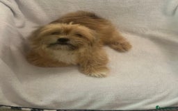 Mixed Breed dogs for sale: Shih-tzu x Pomeranian puppies for sale - Image 2