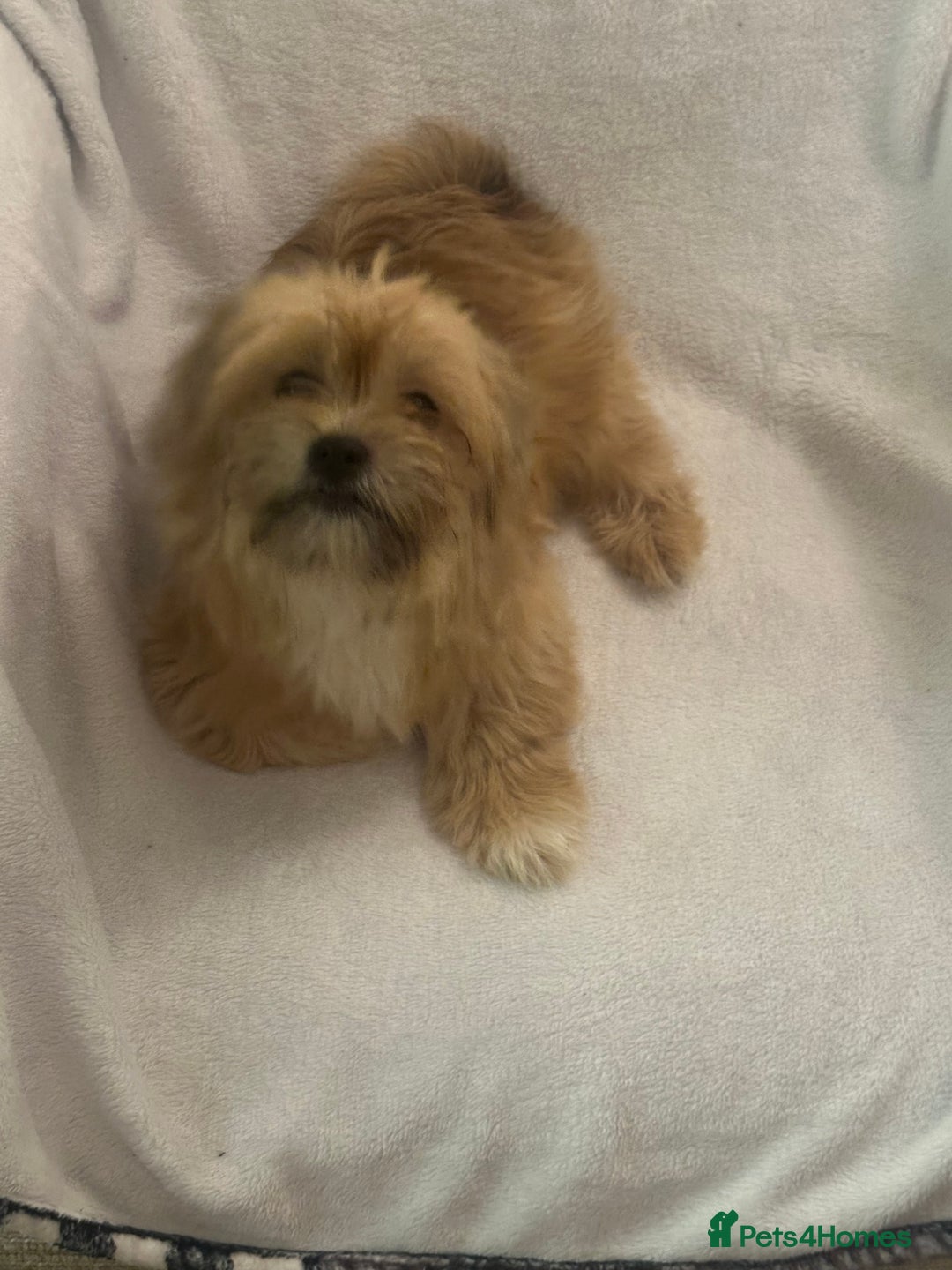 Mixed Breed dogs for sale: Shih-tzu x Pomeranian puppies for sale - Image 2