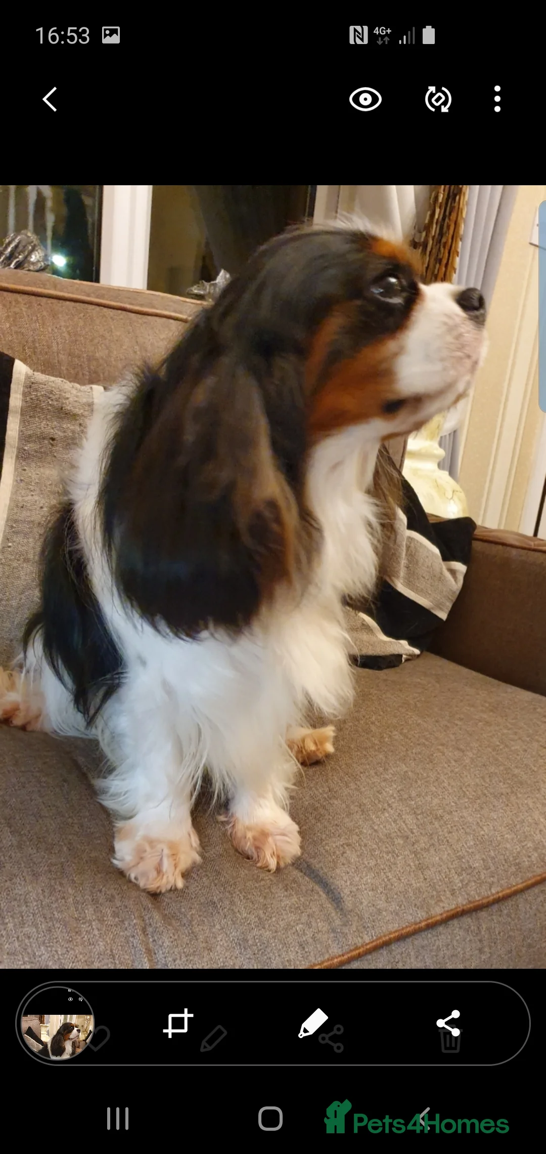 Cavalier King Charles Spaniel dogs for stud: Cavalier king Charles for STUD DNA TESTED in Salford - Advert 6