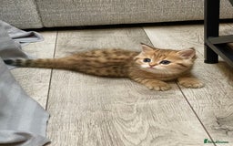 British Shorthair cats for sale: Lovely Golden BSh/BLh kittens/ 2 girls/ 💝 - Image 8