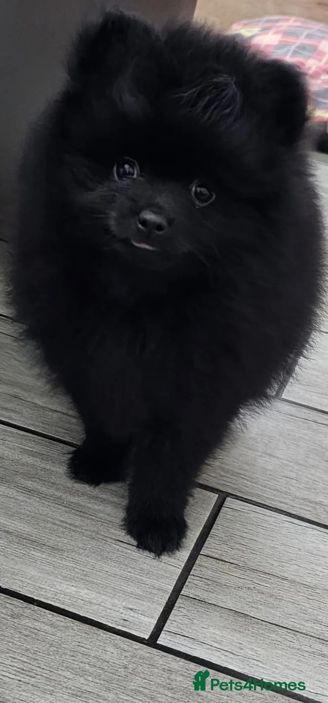 Pomeranian dogs for sale: 3 KC HANDSOME POMERANIAN BOYS - Advert 25