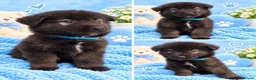 Akita dogs for sale: AKITA PUPPYS BOYS/GIRLS  - Advert 10