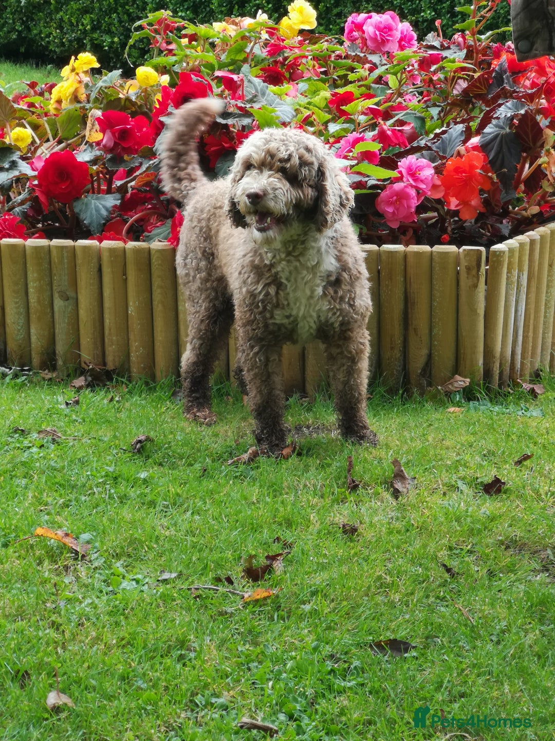 Miniature Poodle dogs for stud: Miniature Poodle KC Reg Fully DNA Health Tested  in Radstock - Image 10