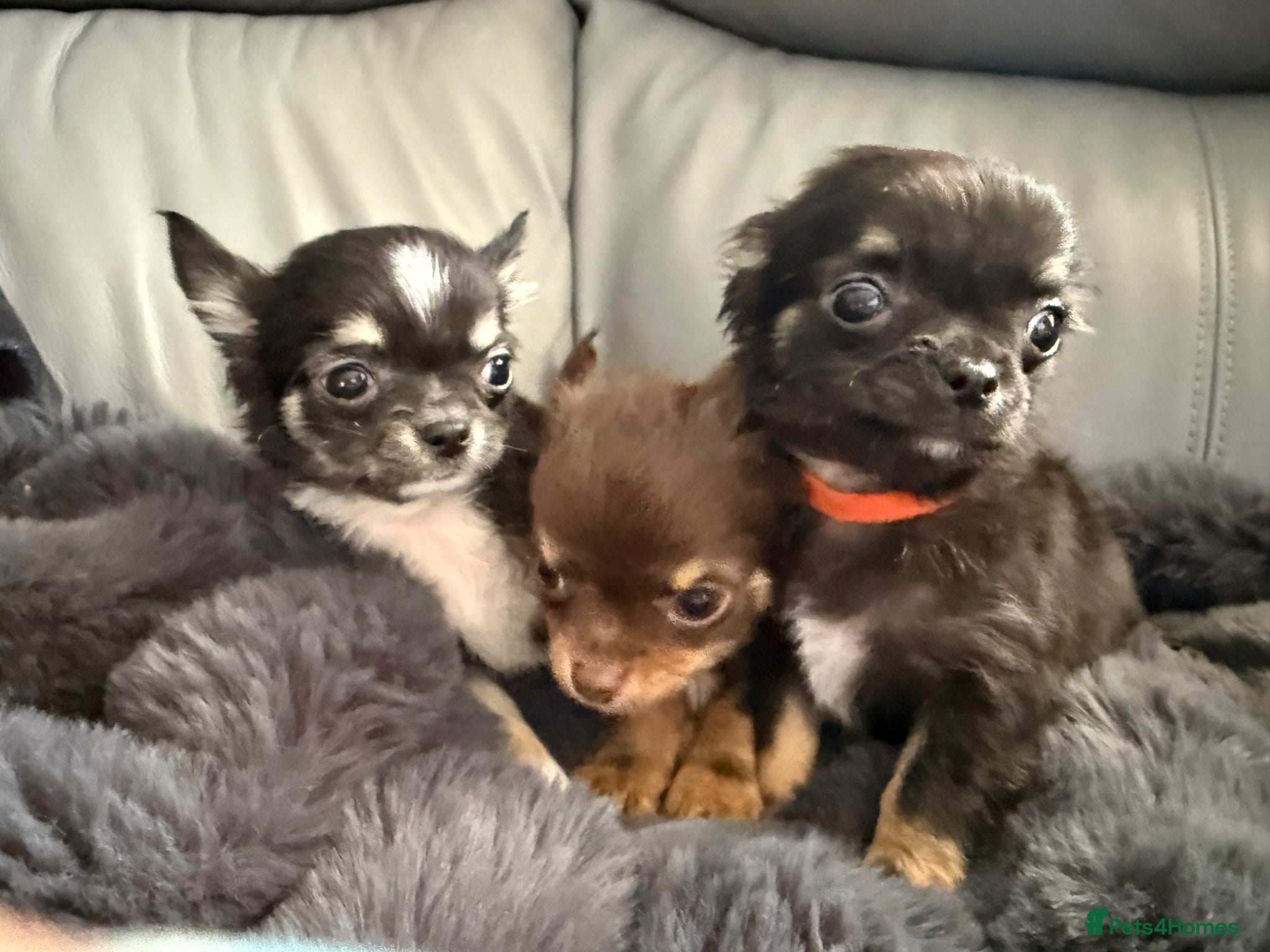 Chihuahua dogs L/C chihuahua babies READY NOW - TWO BOYS LEFT - Advert 2