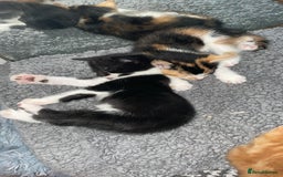 Mixed Breed cats for sale: Cute Adorable Kittens for Sale - Image 19