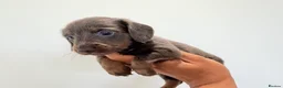 Miniature Dachshund dogs for sale: KC short haired and long haired puppies  - Advert 21