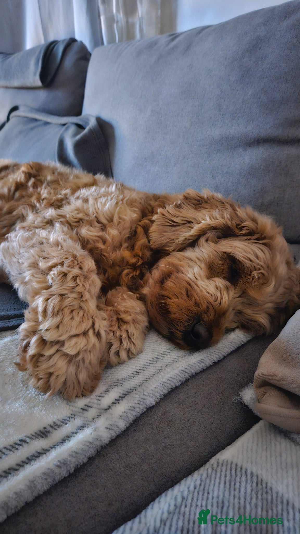 Mini Goldendoodle dogs for sale: 🐾✨ Beautiful Toy Goldendoodle Puppies  ✨🐾 - Advert 2