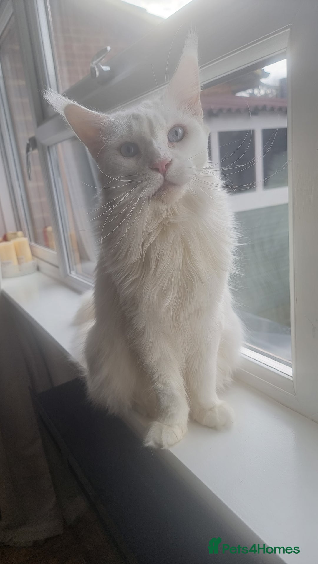 Maine Coon cats for sale: Beautiful White Maine Coon Female Cat - Advert 2