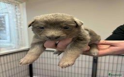 German Shepherd dogs for sale: 8 Beautiful German Shepherd kc reg pups - Image 16