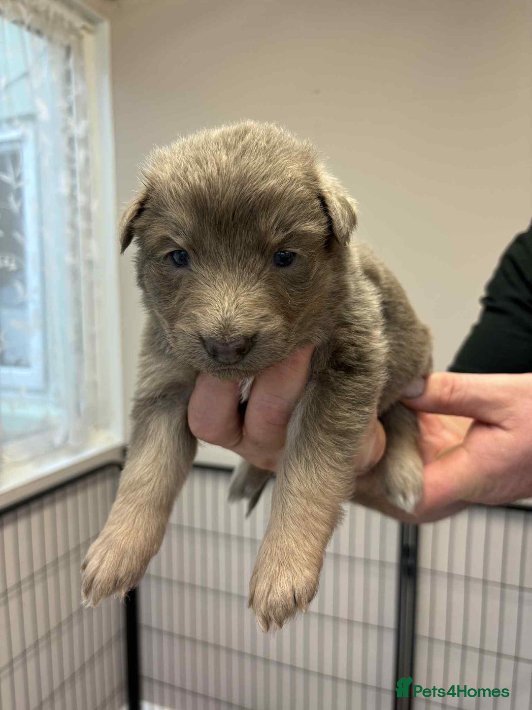 German Shepherd dogs for sale: 8 Beautiful German Shepherd kc reg pups - Image 16