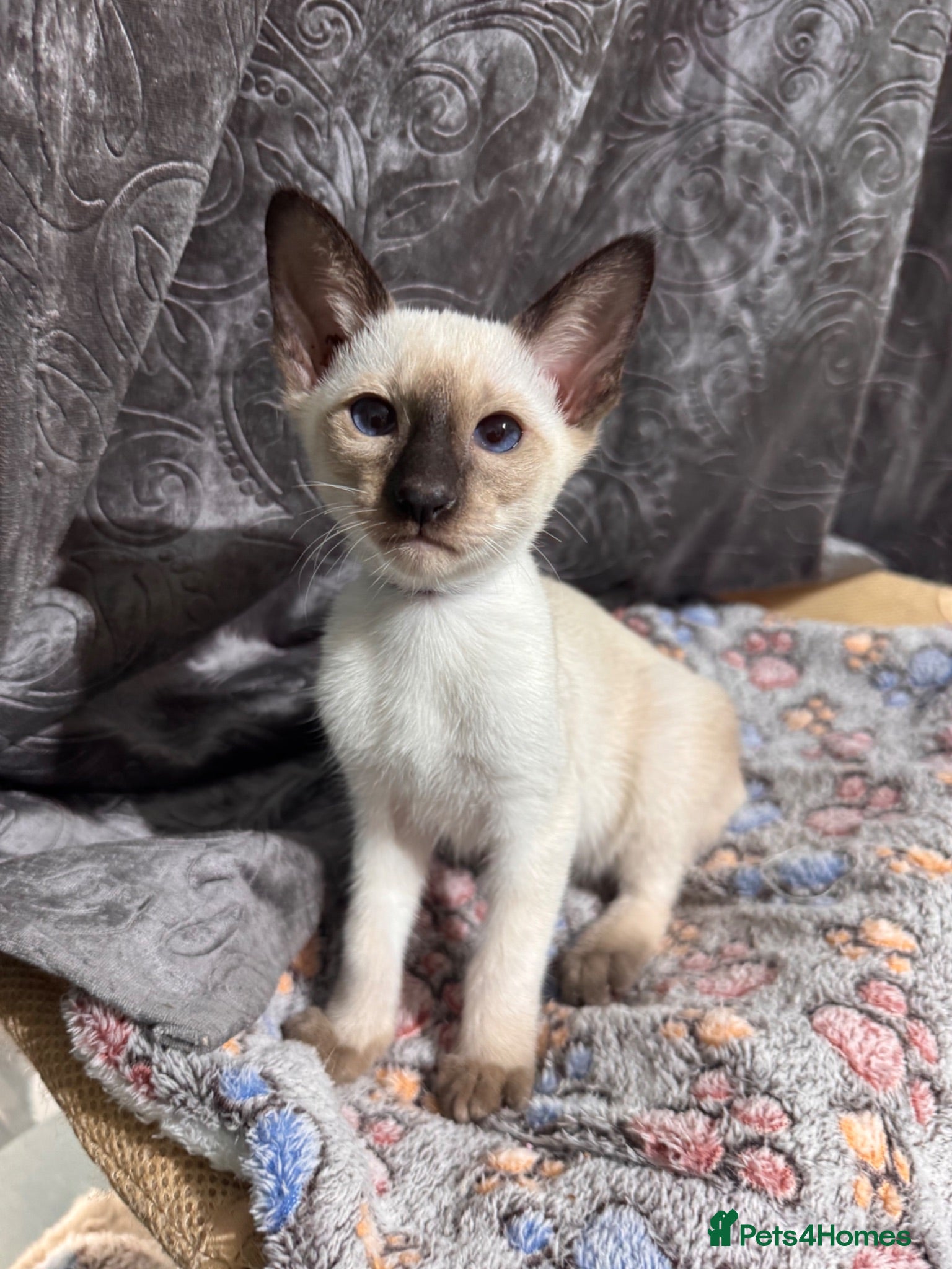 Siamese cats 4 new style Siamese kittens available  - Advert 1