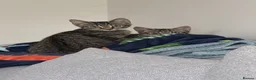 Mixed Breed cats for sale: Two Beautiful Grey Tabby Kittens For Sale - Advert 2