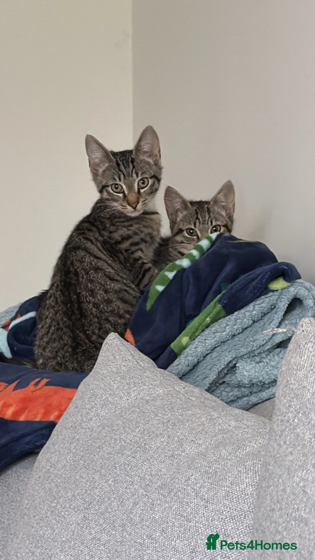Mixed Breed cats for sale: Two Beautiful Grey Tabby Kittens For Sale - Advert 2