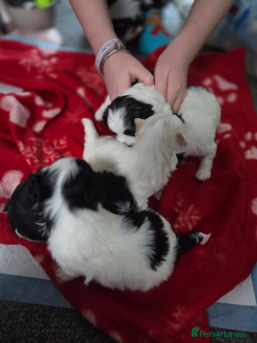 Maltese dogs for sale: 3 boys 1 girl x maltese puppies - Advert 19