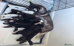 Siberian Husky dogs for sale: Beautiful Chunky Siberian Husky Puppies  - Image 20