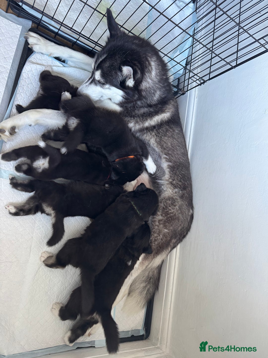 Siberian Husky dogs for sale: Beautiful Chunky Siberian Husky Puppies  - Image 20