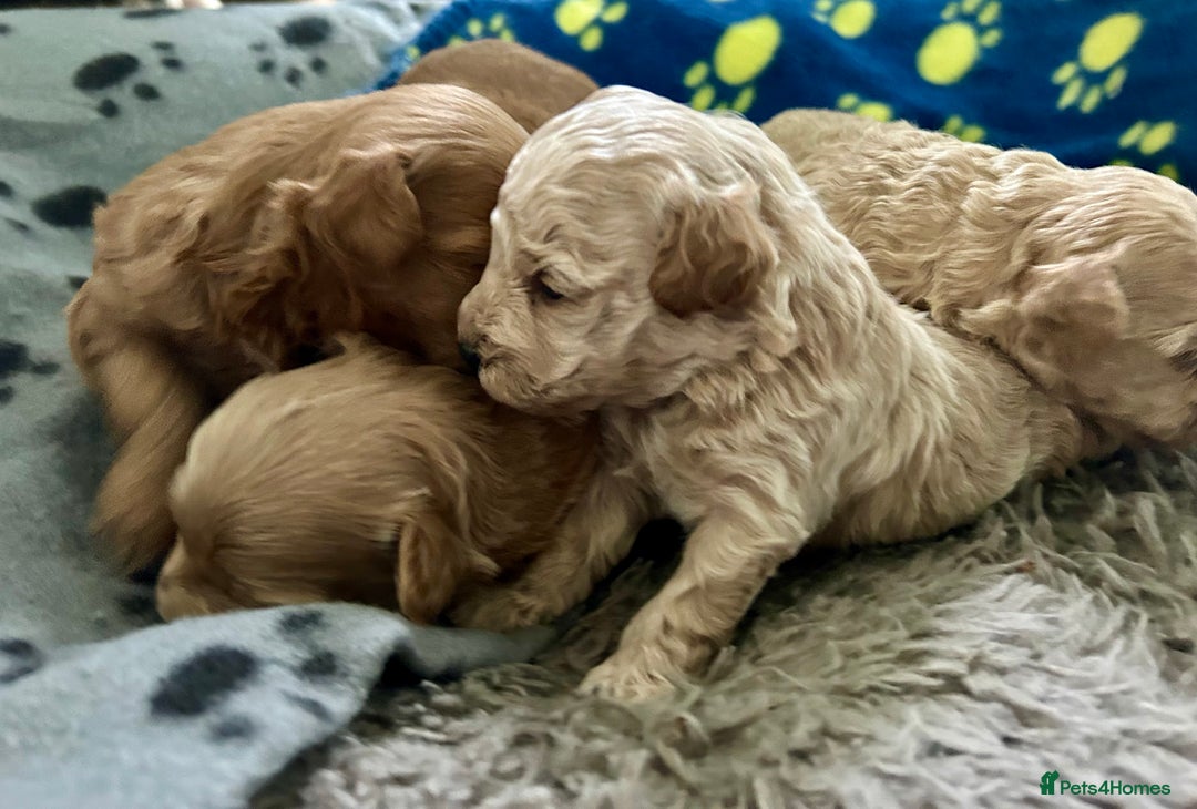 Maltipoo dogs for sale: ✨ Maltipoo Puppies Looking for Forever Homes! ✨ - Image 12