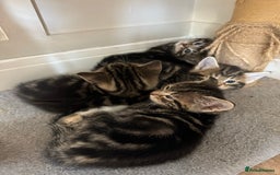 British Shorthair cats for sale: 6 Gorgeous Kittens - Image 2