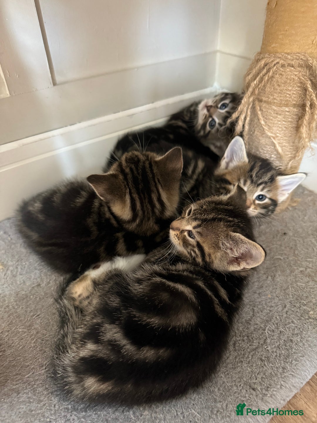 British Shorthair cats for sale: 6 Gorgeous Kittens - Image 2