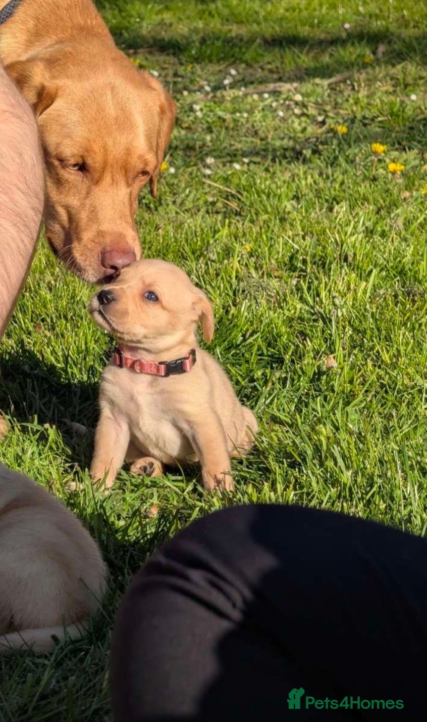 Labrador Retriever dogs Beautiful fox red and yellow labrador puppies  - Advert 2