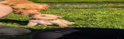 Labrador Retriever dogs for sale: Beautiful yellow labrador puppies  - Advert 17