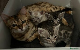 Bengal cats for sale: 3 Pedigree Bengal kittens, Male, for sale - Image 1