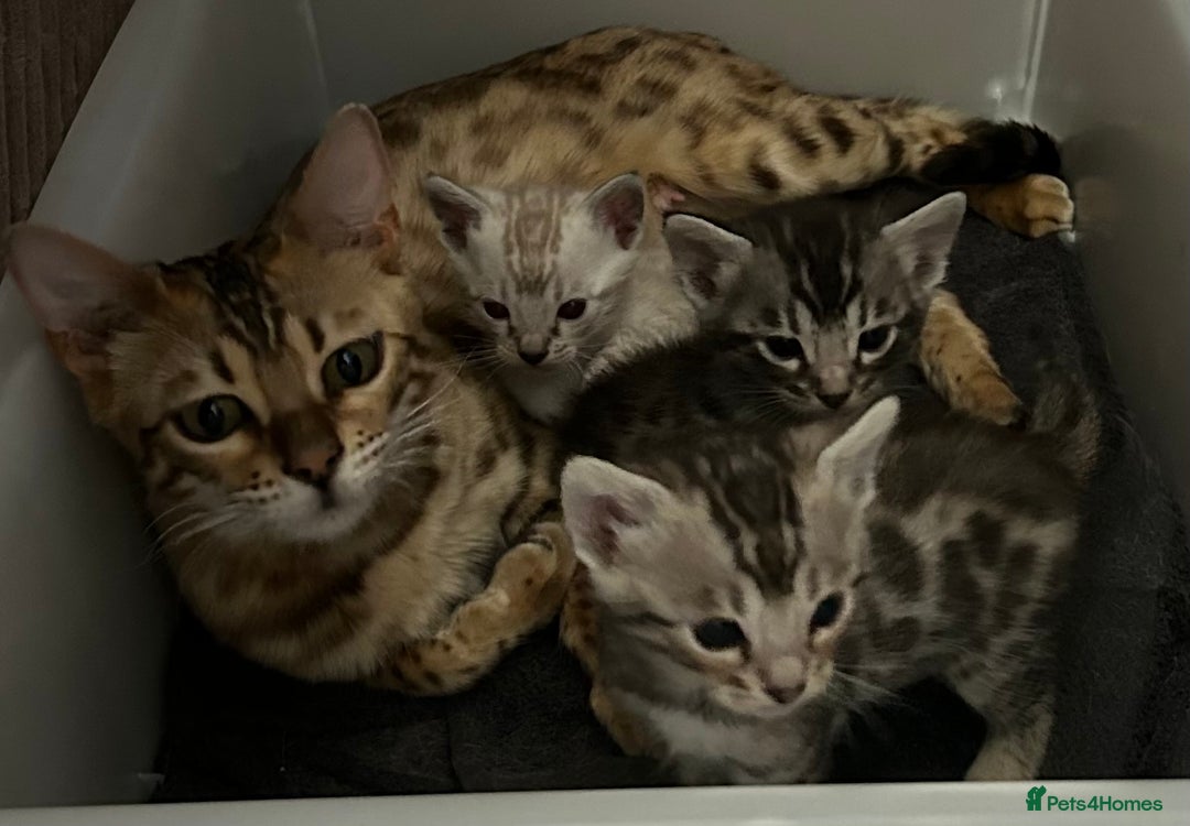 Bengal cats for sale: 3 Pedigree Bengal kittens, Male, for sale - Image 1